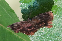 Achlyodes busirus