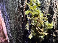 Sematophyllum