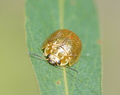 Paropsisterna cloelia