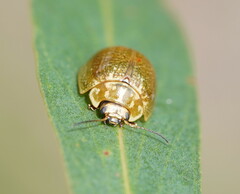 Paropsisterna cloelia