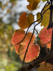 Vitis californica