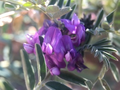 Astragalus gruinus