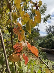Vitis californica