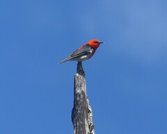Myzomela sanguinolenta