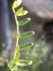Astragalus gruinus