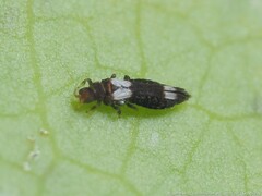 Caliothrips cinctipennis