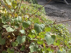 Vitis californica
