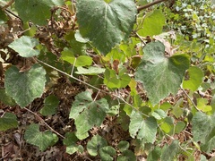 Vitis californica