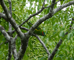 Cyclopsitta diophthalma