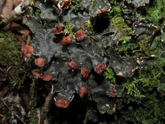 Peltigera elisabethae