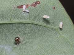Theridula gonygaster