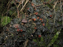 Peltigera elisabethae