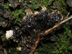 Peltigera elisabethae