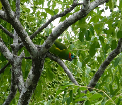 Cyclopsitta diophthalma