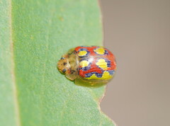 Paropsisterna nobilitata