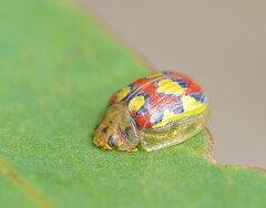 Paropsisterna nobilitata