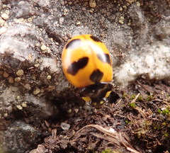 Coccinella monticola