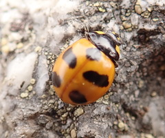 Coccinella monticola