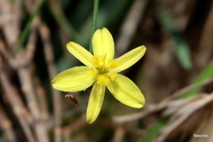 Tricoryne elatior