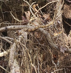 Nerodia sipedon pleuralis