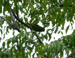 Cyclopsitta diophthalma