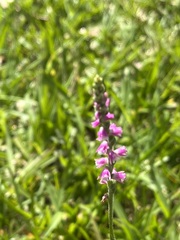 Spiranthes australis