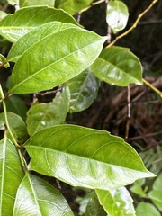 Itea oldhamii