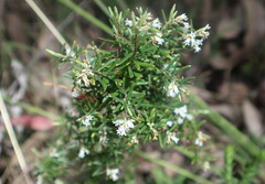 Acrothamnus hookeri