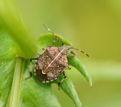 Oncocoris geniculatus