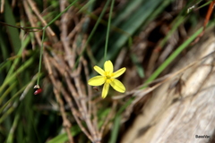 Tricoryne elatior