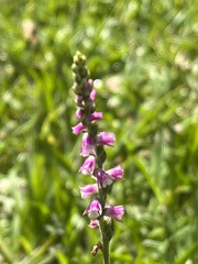 Spiranthes australis