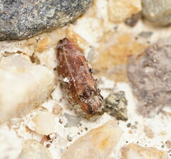 Diphucrania