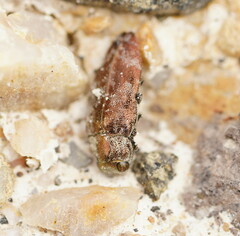 Diphucrania