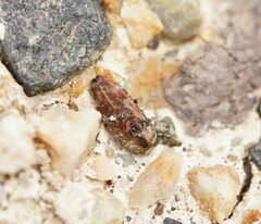 Diphucrania