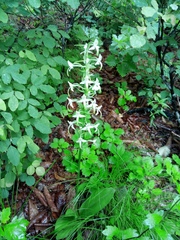 Platanthera mixta