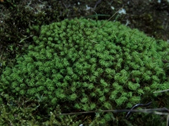 Bartramia pomiformis