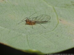 Illinoia liriodendri