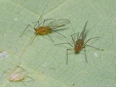 Illinoia liriodendri