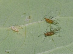 Illinoia liriodendri