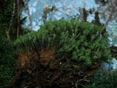 Bartramia pomiformis