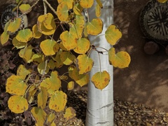 Populus tremuloides