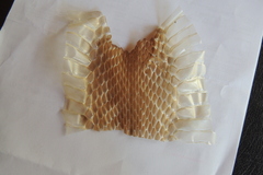 Oxyuranus scutellatus