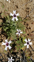 Jamesbrittenia racemosa