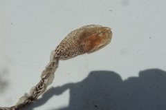 Oxyuranus scutellatus