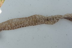 Oxyuranus scutellatus