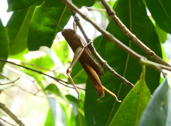 Valanga irregularis