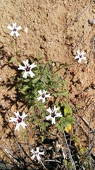 Jamesbrittenia racemosa
