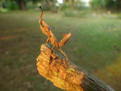 Phyllocrania