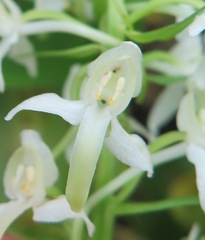 Platanthera mixta