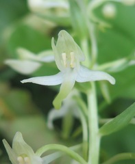 Platanthera mixta